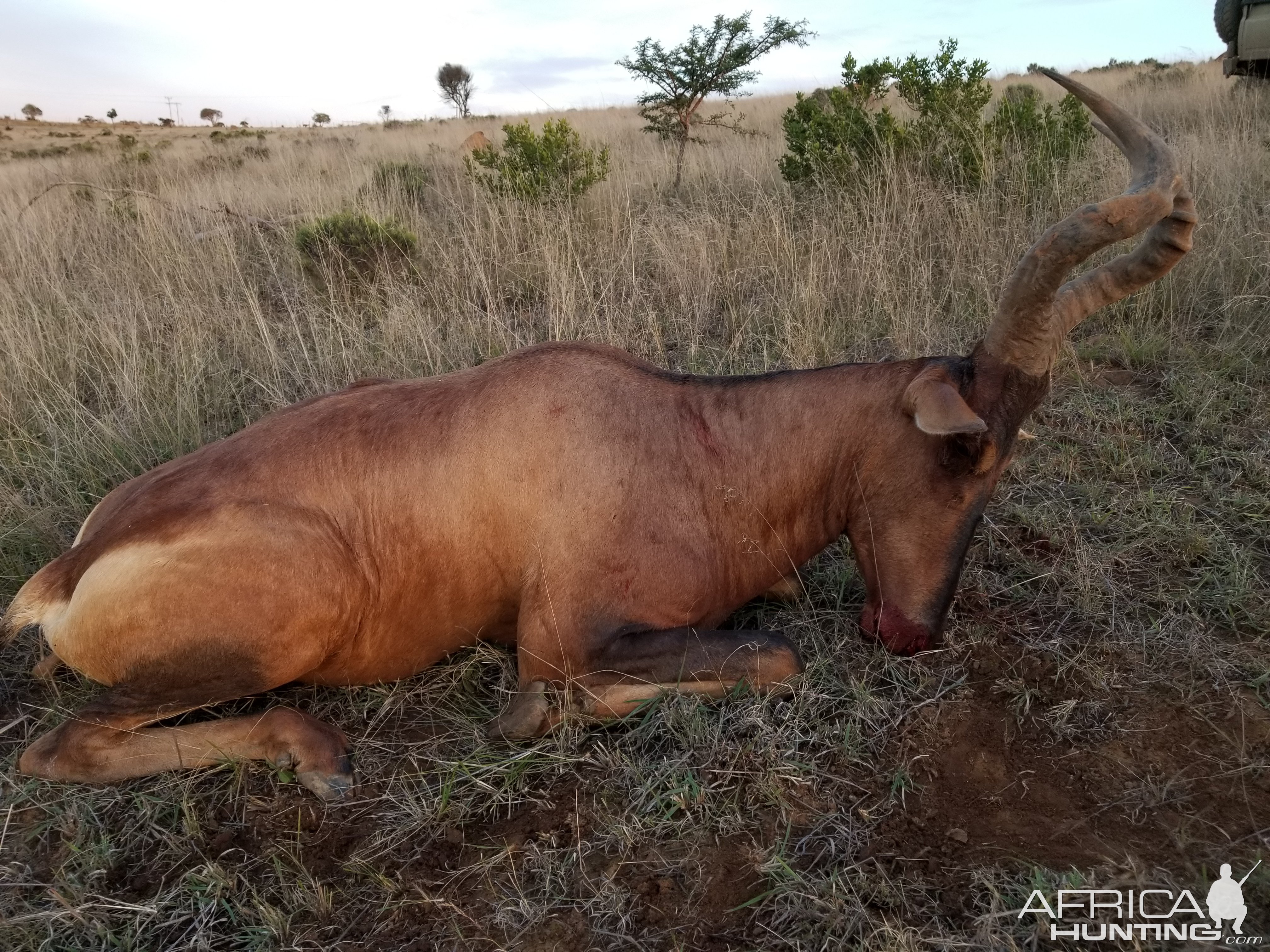 Red Hartebeest Hunt South Africa