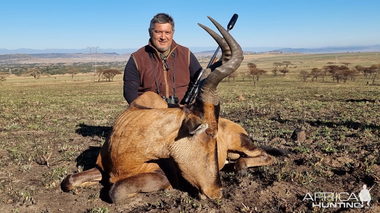 Red Hartebeest Hunt South Africa