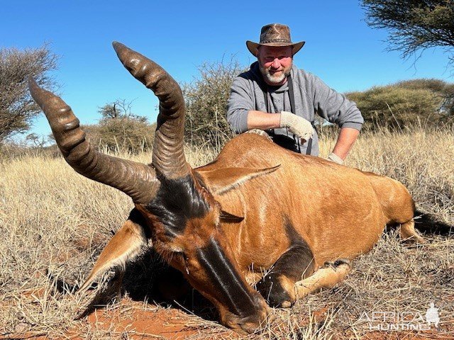 Red Hartebeest Hunt South Africa