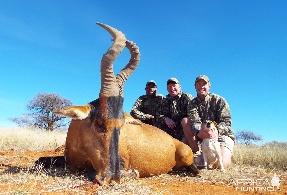 Red Hartebeest Hunt South Africa