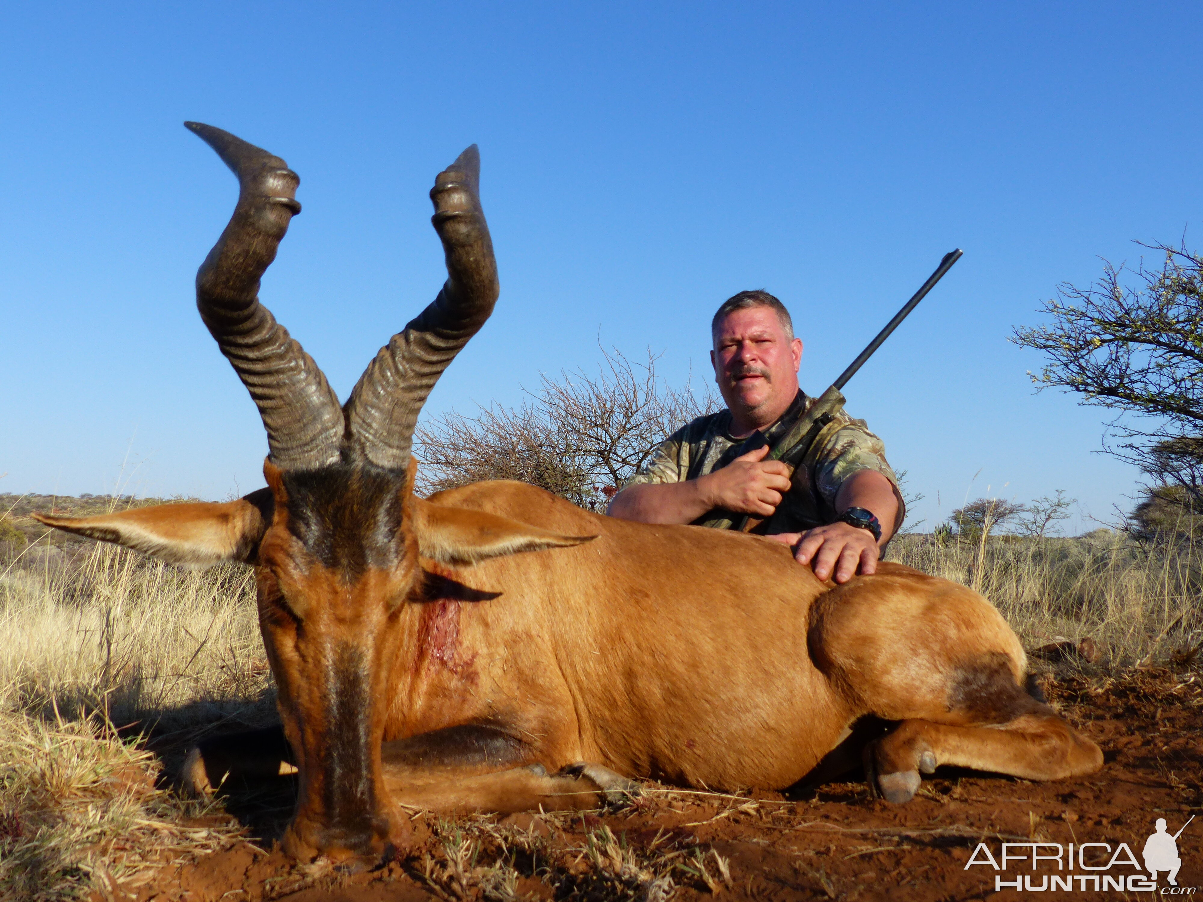 Red Hartebeest Hunt South Africa