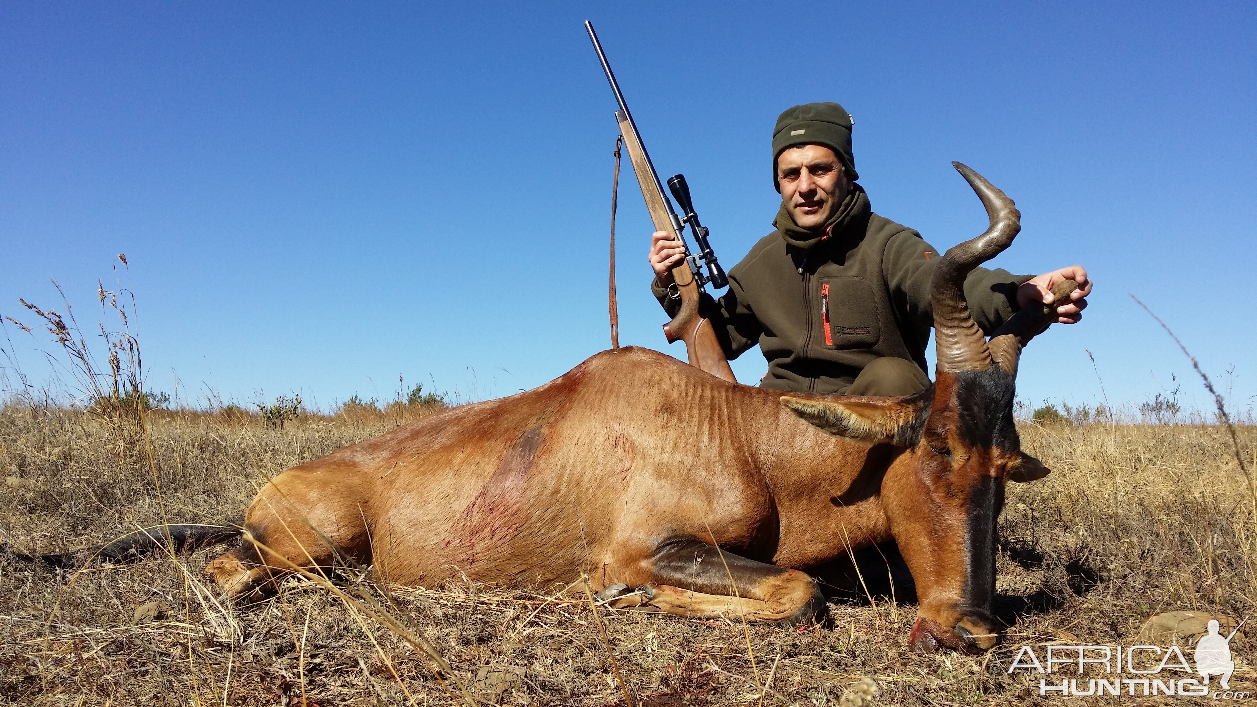 Red Hartebeest Hunt South Africa