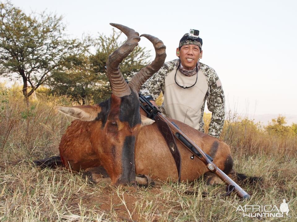 Red Hartebeest Hunt South Africa