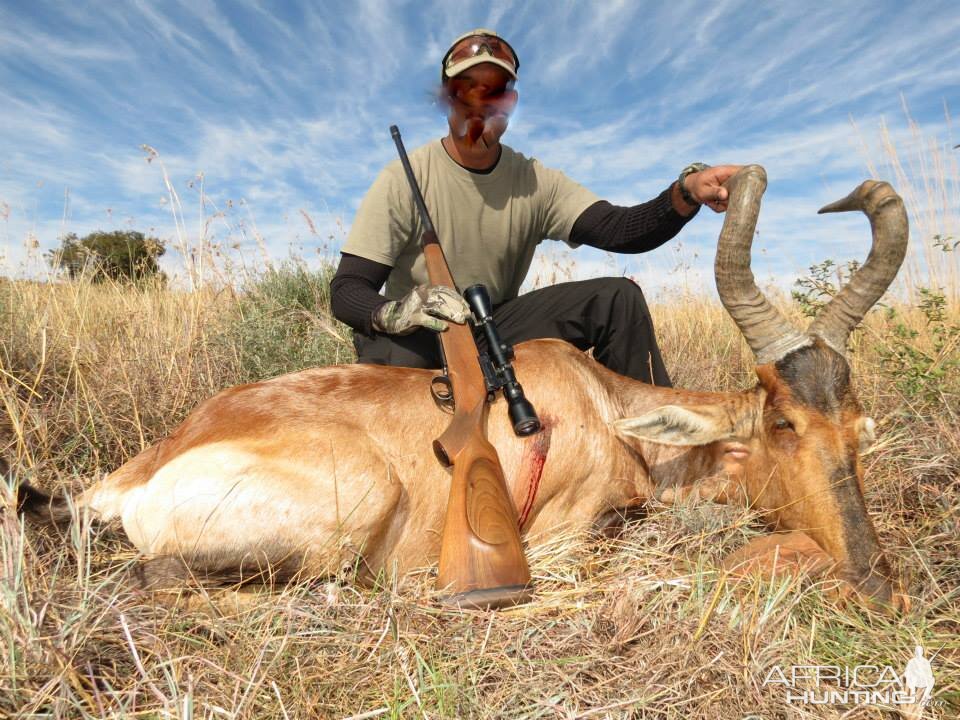 Red Hartebeest Hunt South Africa