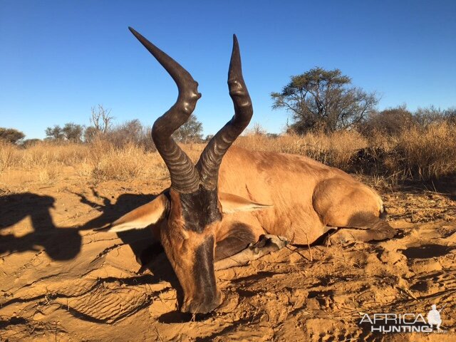 Red Hartebeest Hunt South Africa