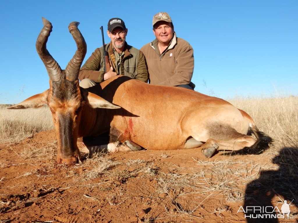 Red Hartebeest Hunt South Africa