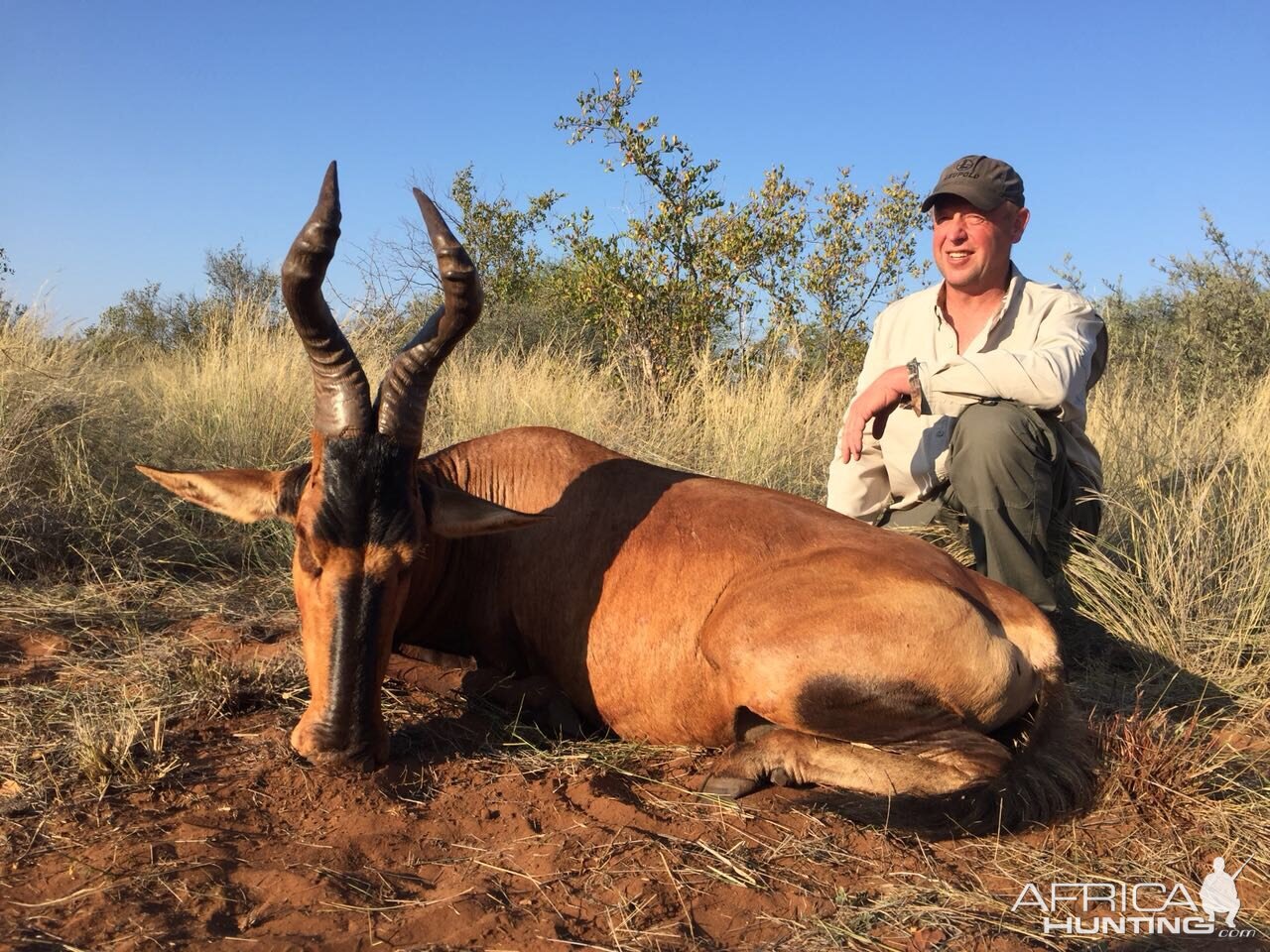 Red Hartebeest Hunt South Africa