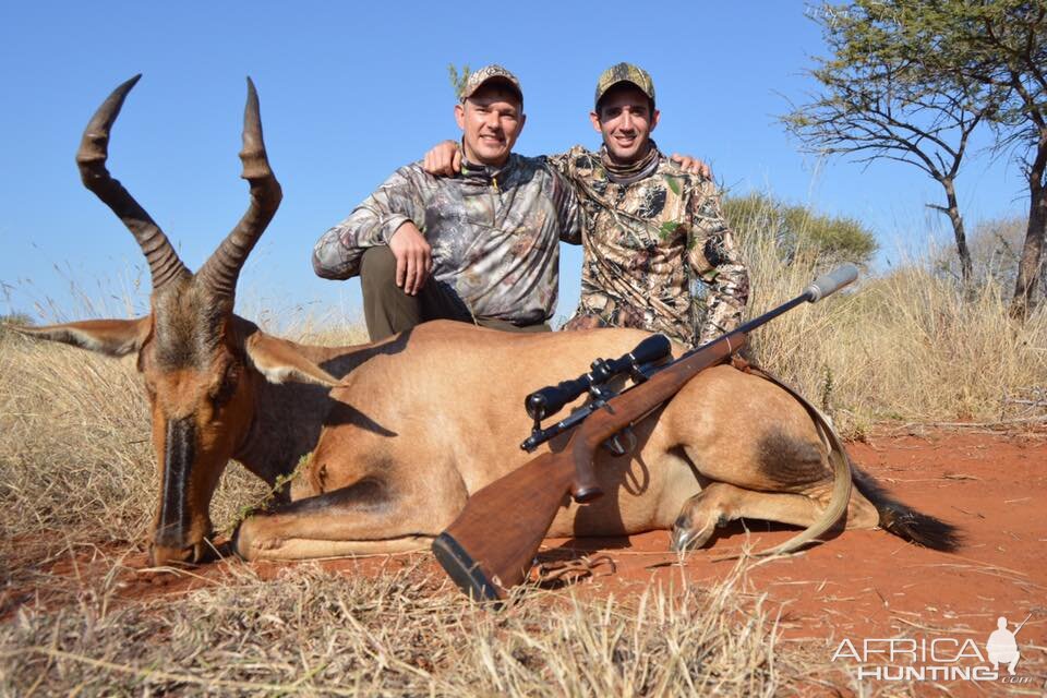 Red Hartebeest Hunt South Africa