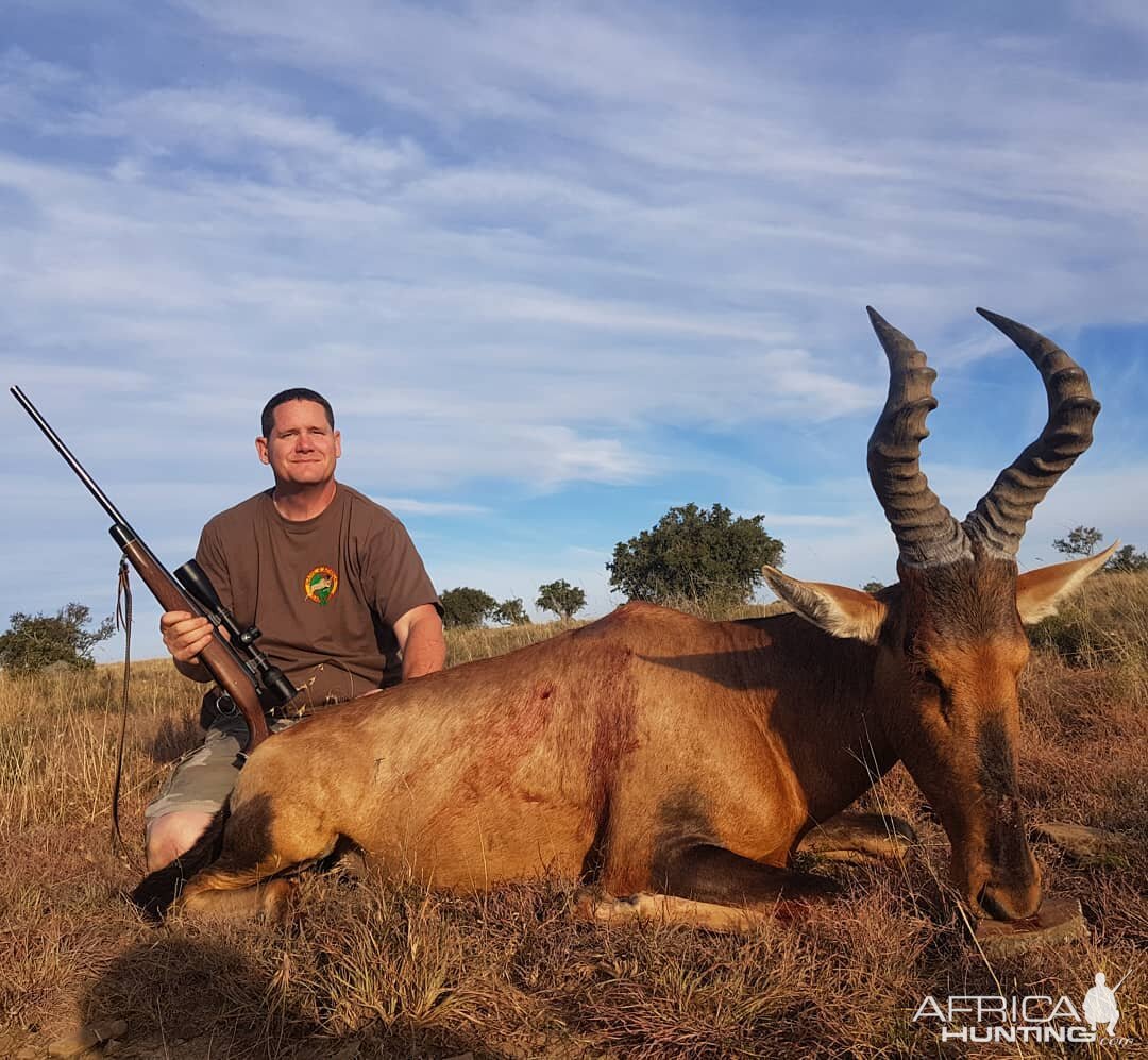 Red Hartebeest Hunt South Africa