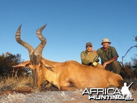 Red Hartebeest hunt with Wintershoek Johnny Vivier Safaris