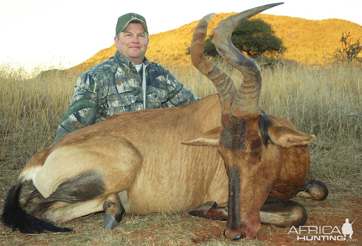 Red Hartebeest Hunting in South Africa