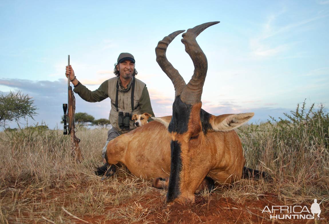 Red Hartebeest Hunting in South Africa