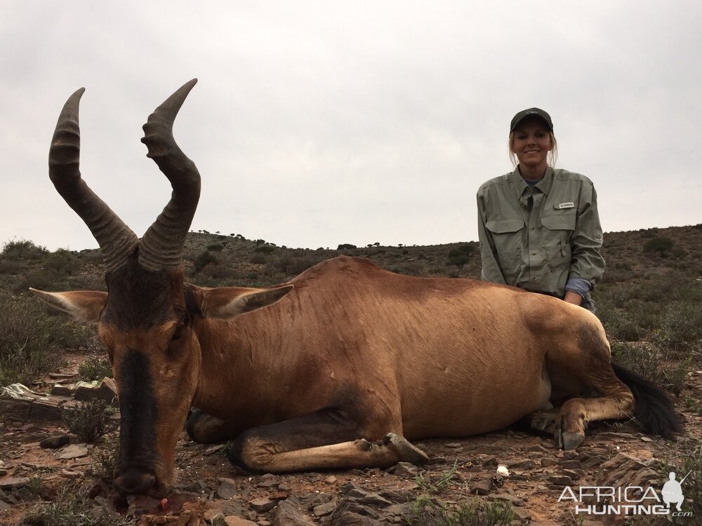 Red Hartebeest Hunting in South Africa