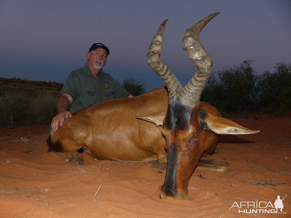 Red Hartebeest Hunting in South Africa