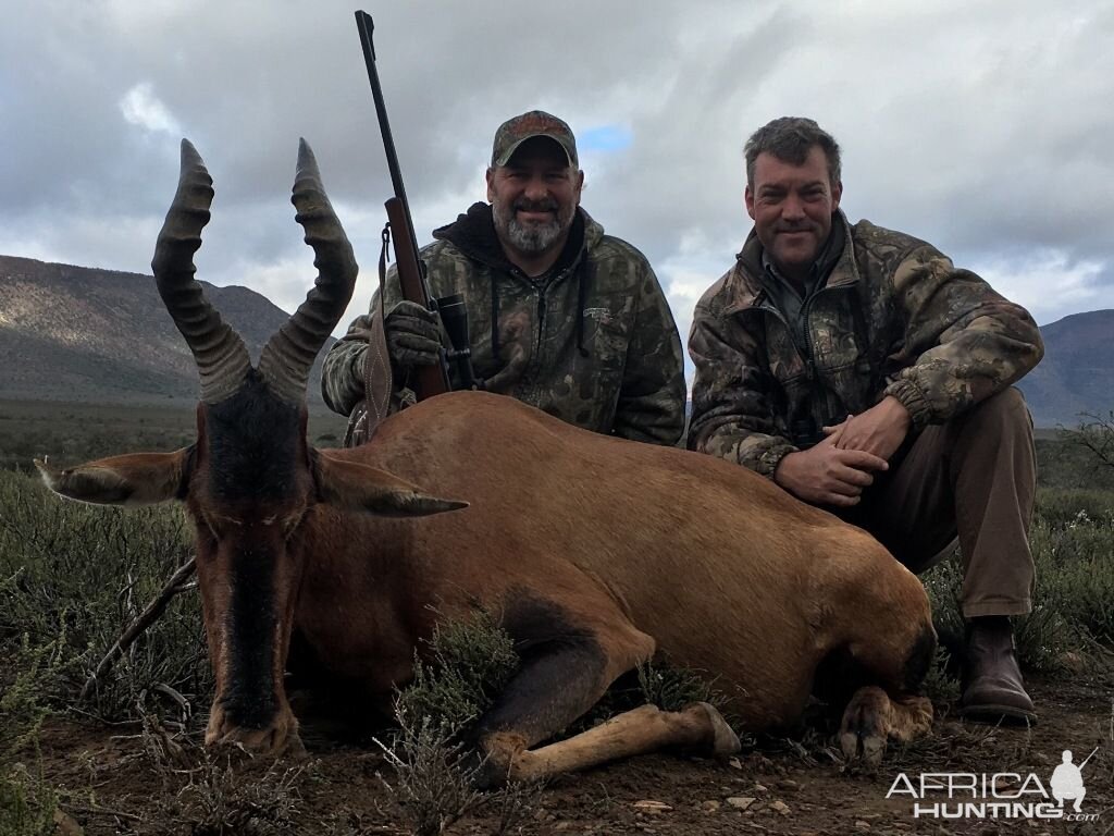 Red Hartebeest Hunting in South Africa