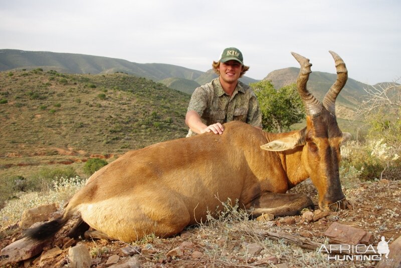 Red Hartebeest Hunting in South Africa