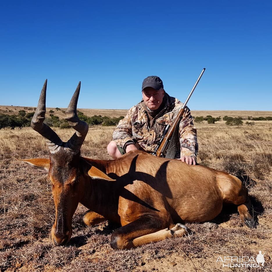 Red Hartebeest Hunting in South Africa