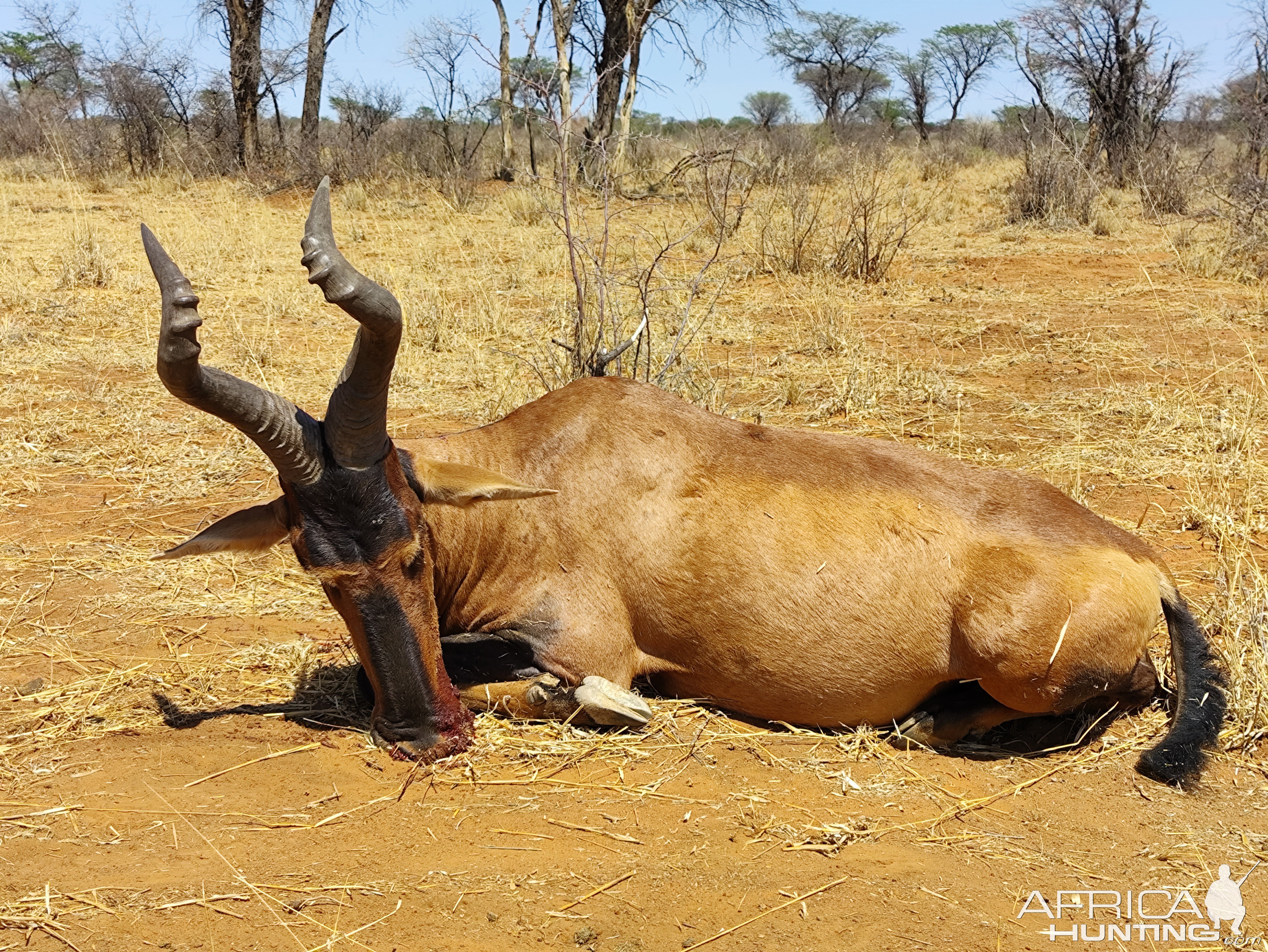 Red Hartebeest Hunting Namibia