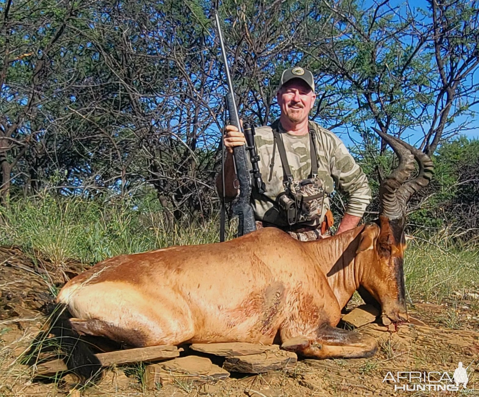 Red Hartebeest Hunting Namibia