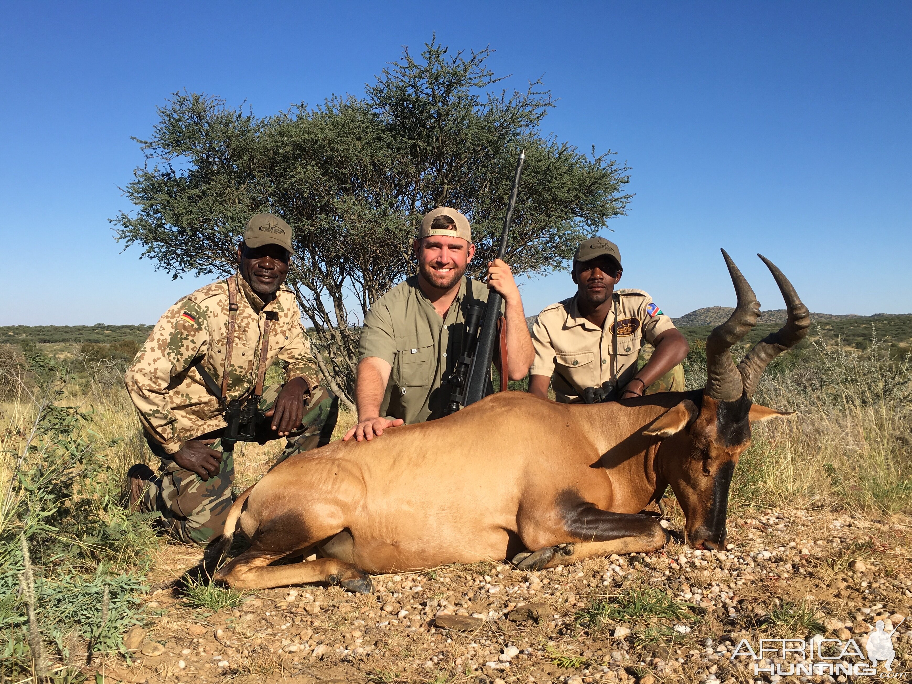 Red Hartebeest Hunting Namibia