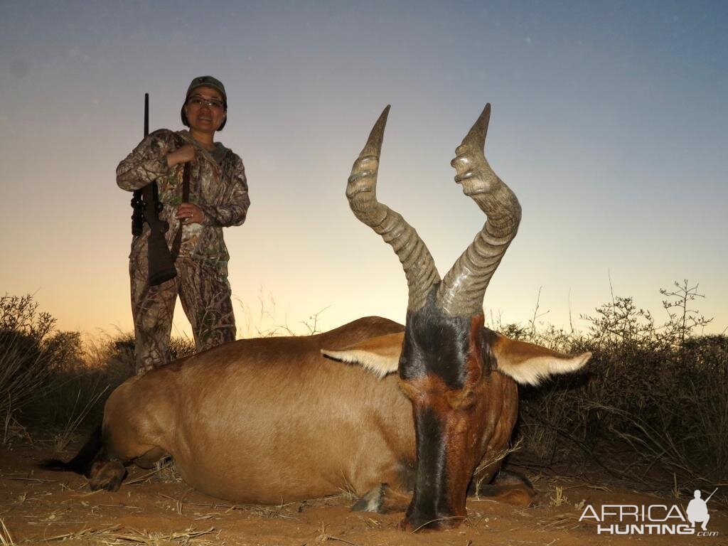 Red Hartebeest Hunting Namibia