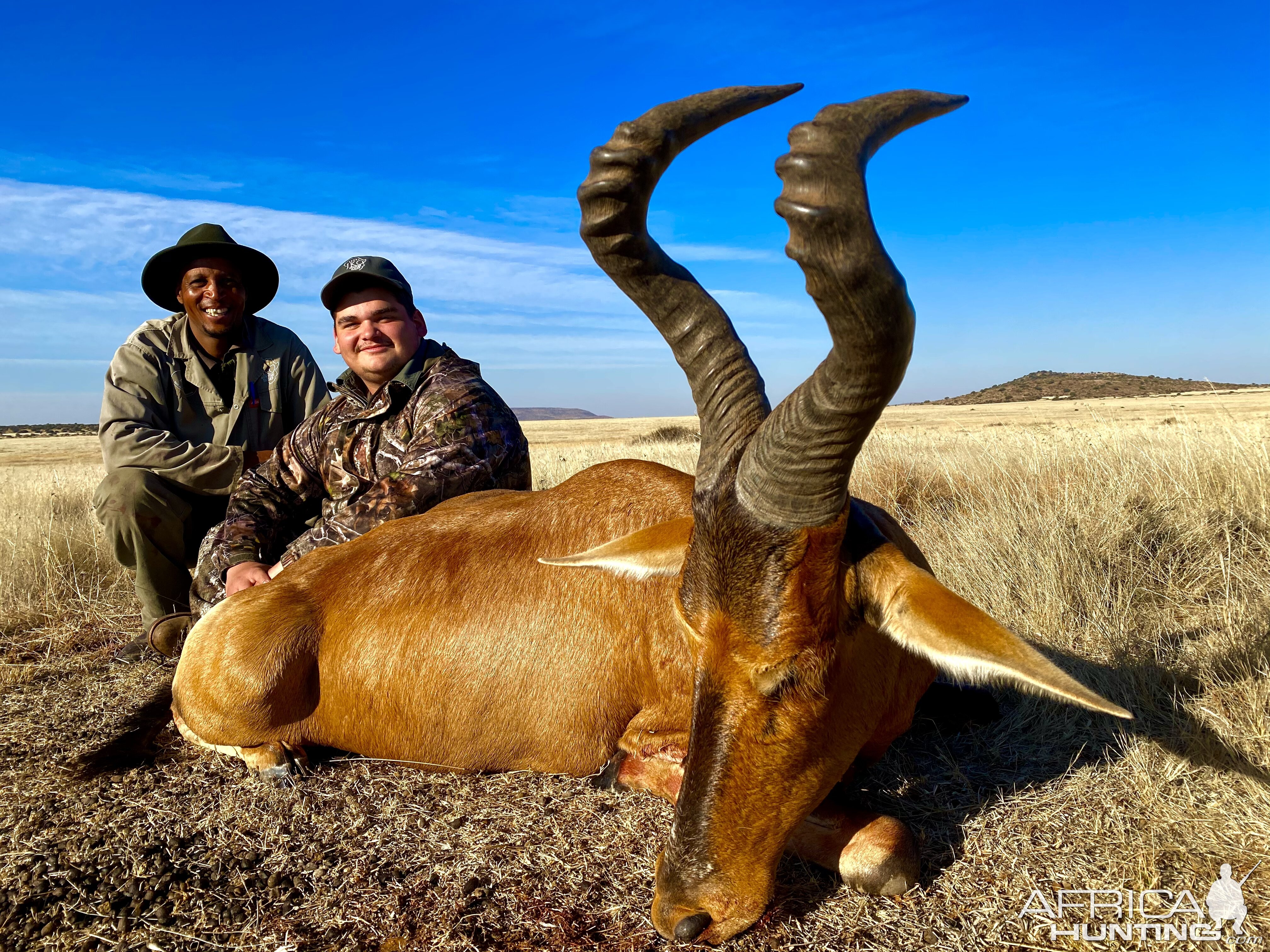 Red Hartebeest Hunting South Africa