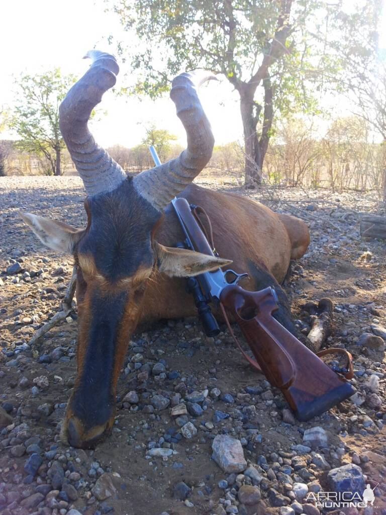 Red Hartebeest Hunting