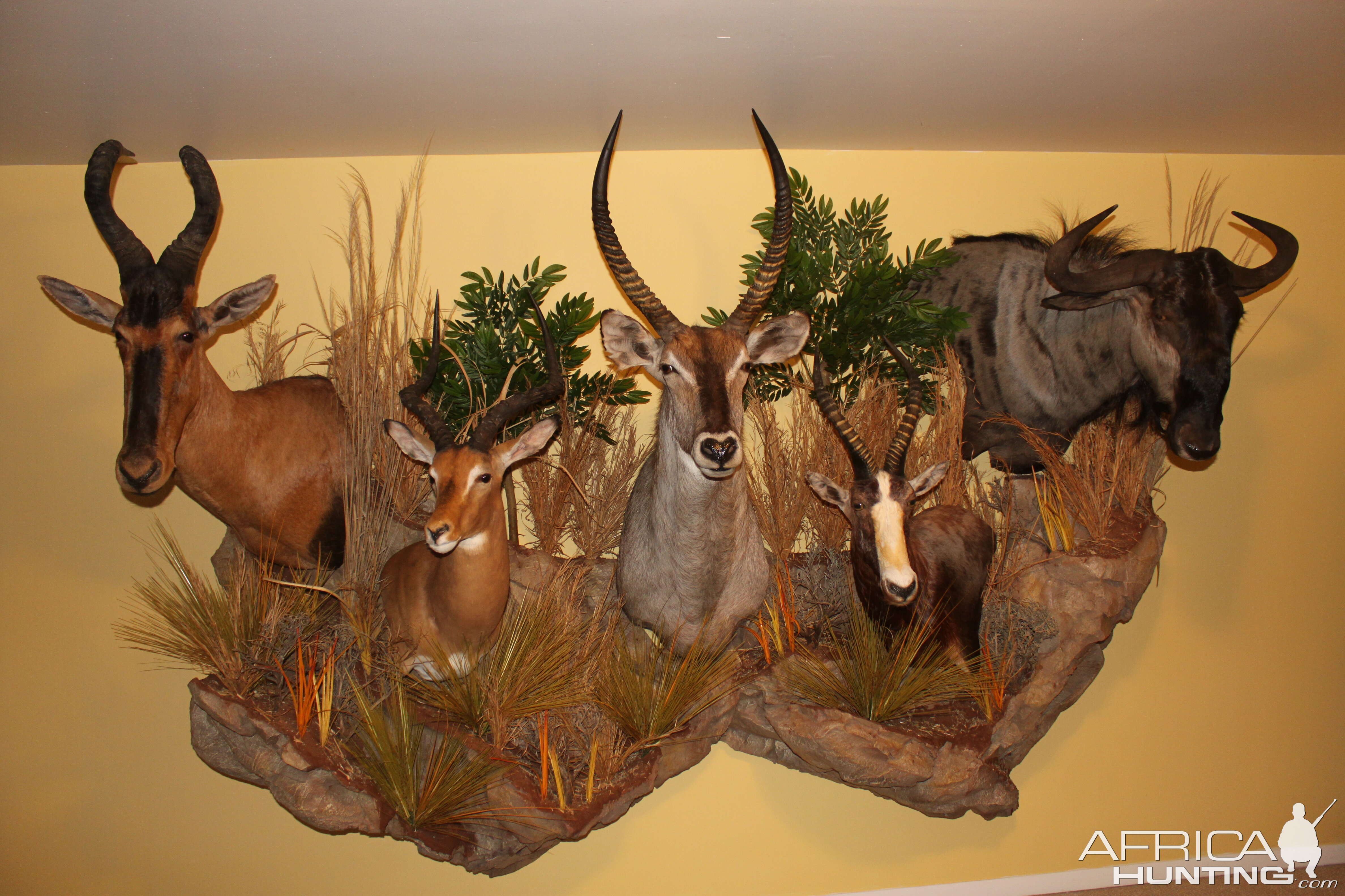 Red Hartebeest, Impala, Waterbuck, Blesbok & Bule Wildebeest Multiple Wall Mount Taxidermy