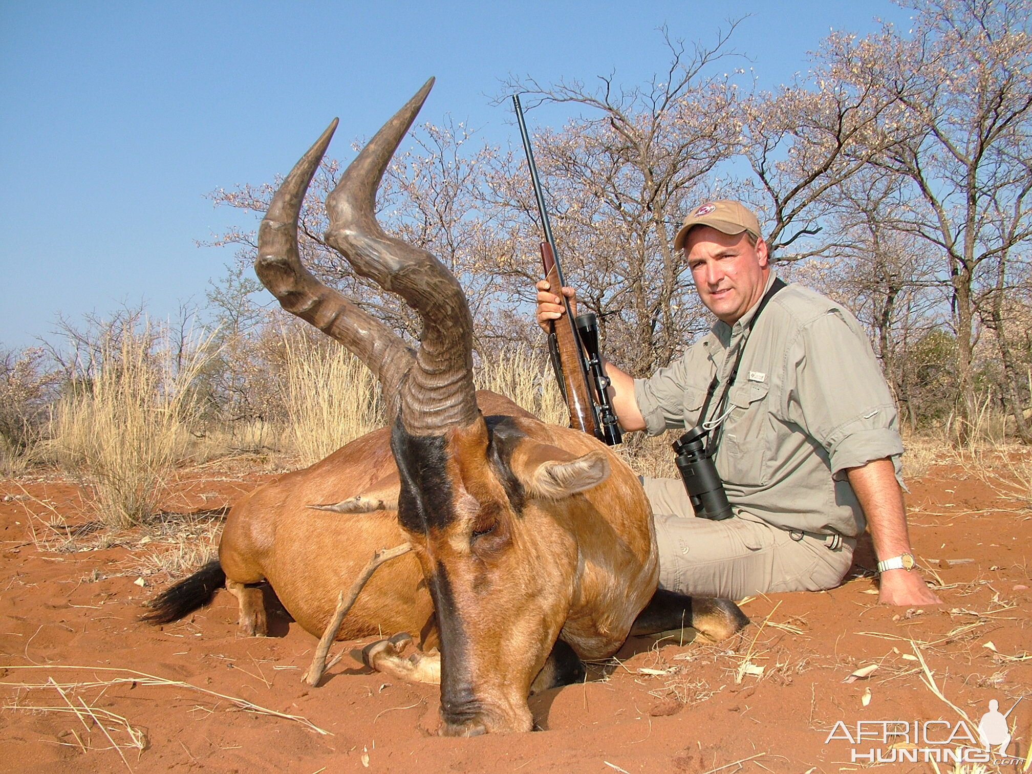 Red Hartebeest ~ Limpopo Valley, RSA