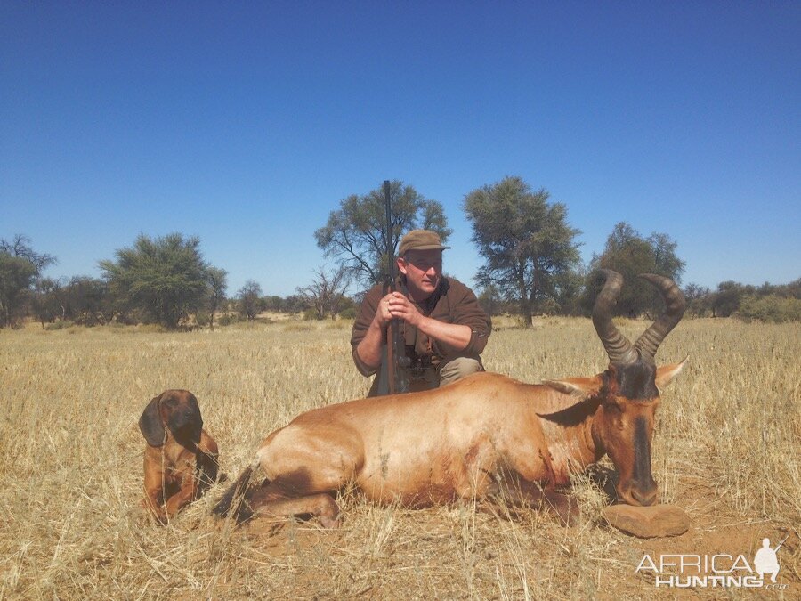 Red Hartebeest Namibia Hunting