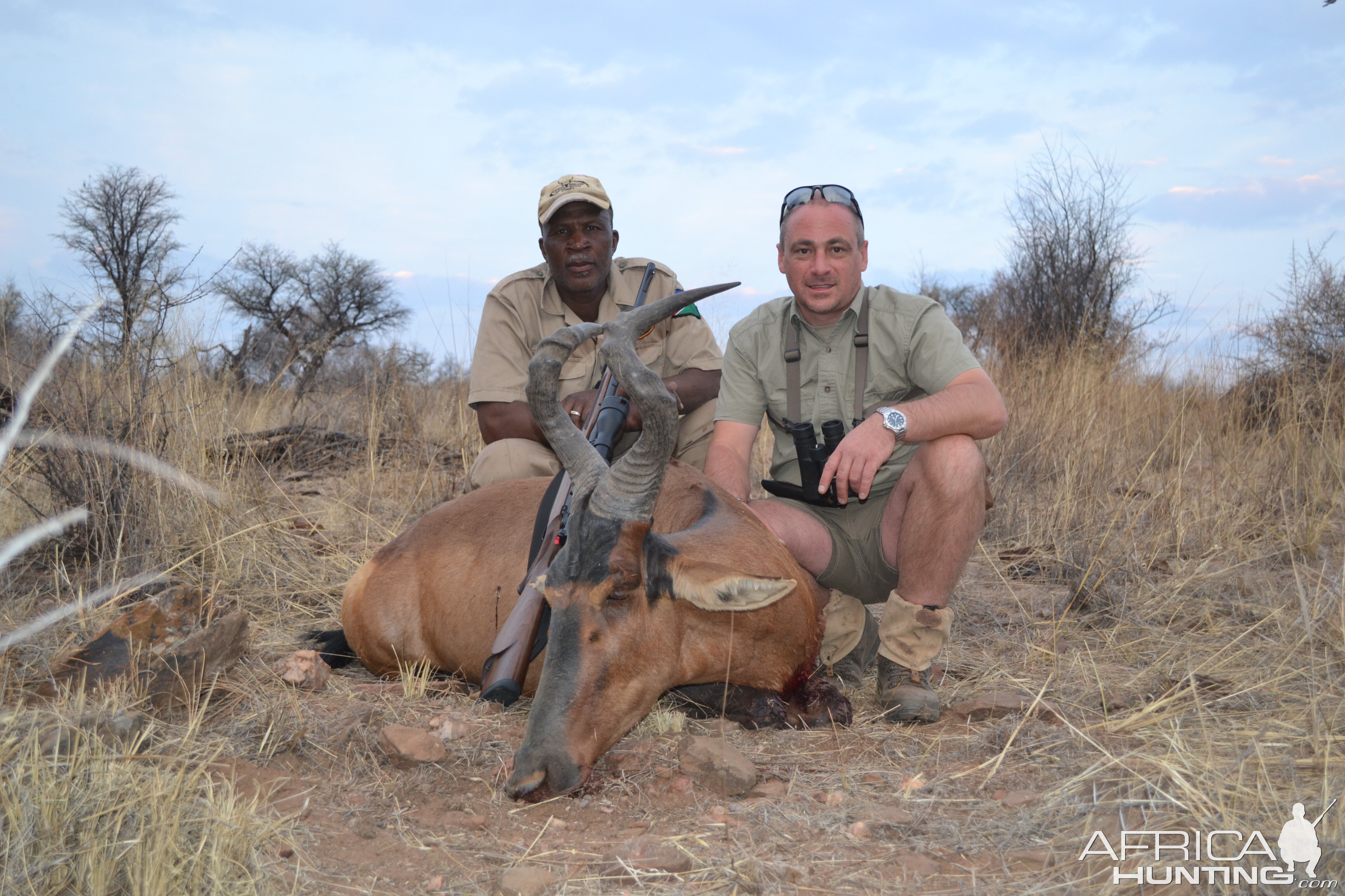 Red Hartebeest Namibia Hunting