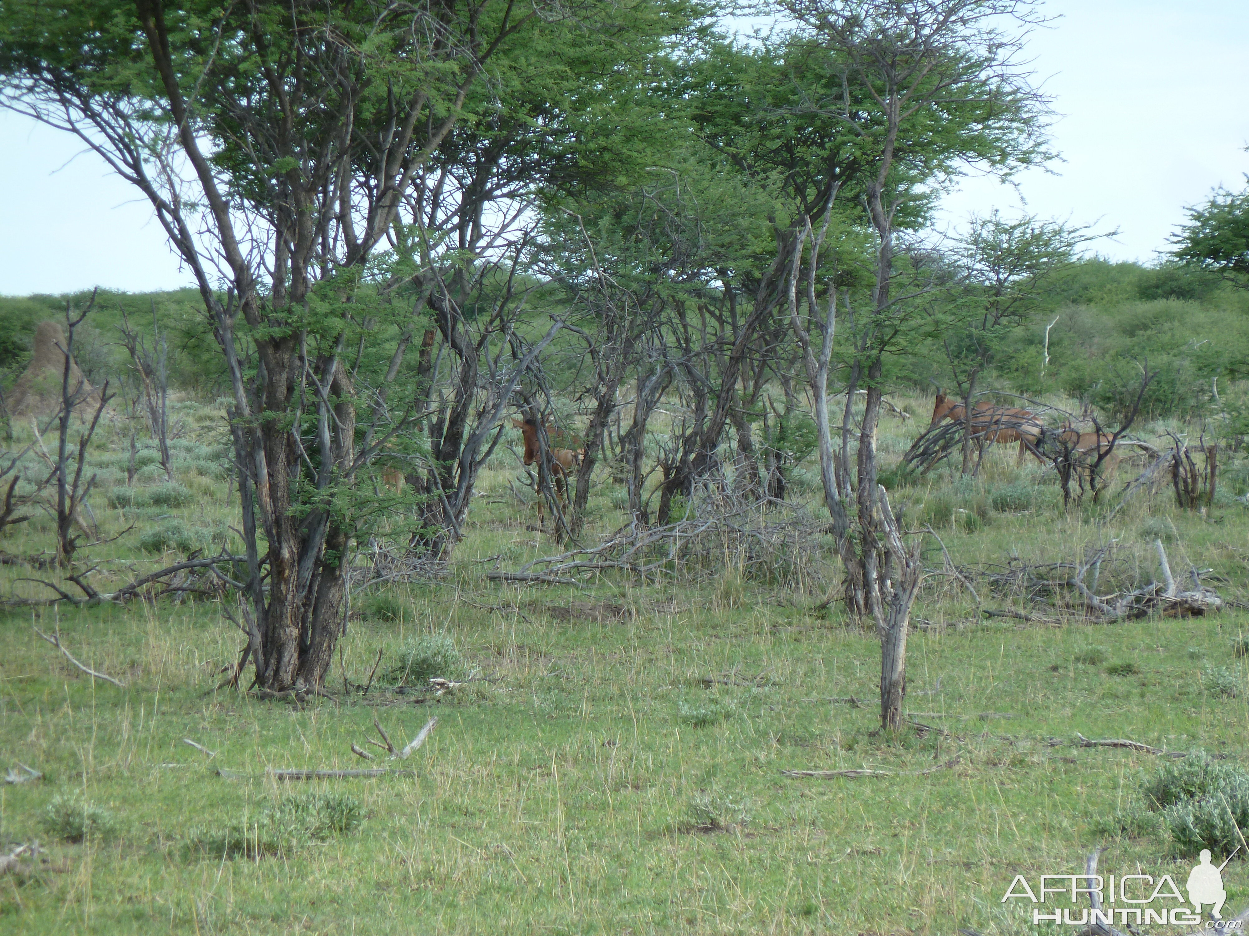 Red Hartebeest Namibia