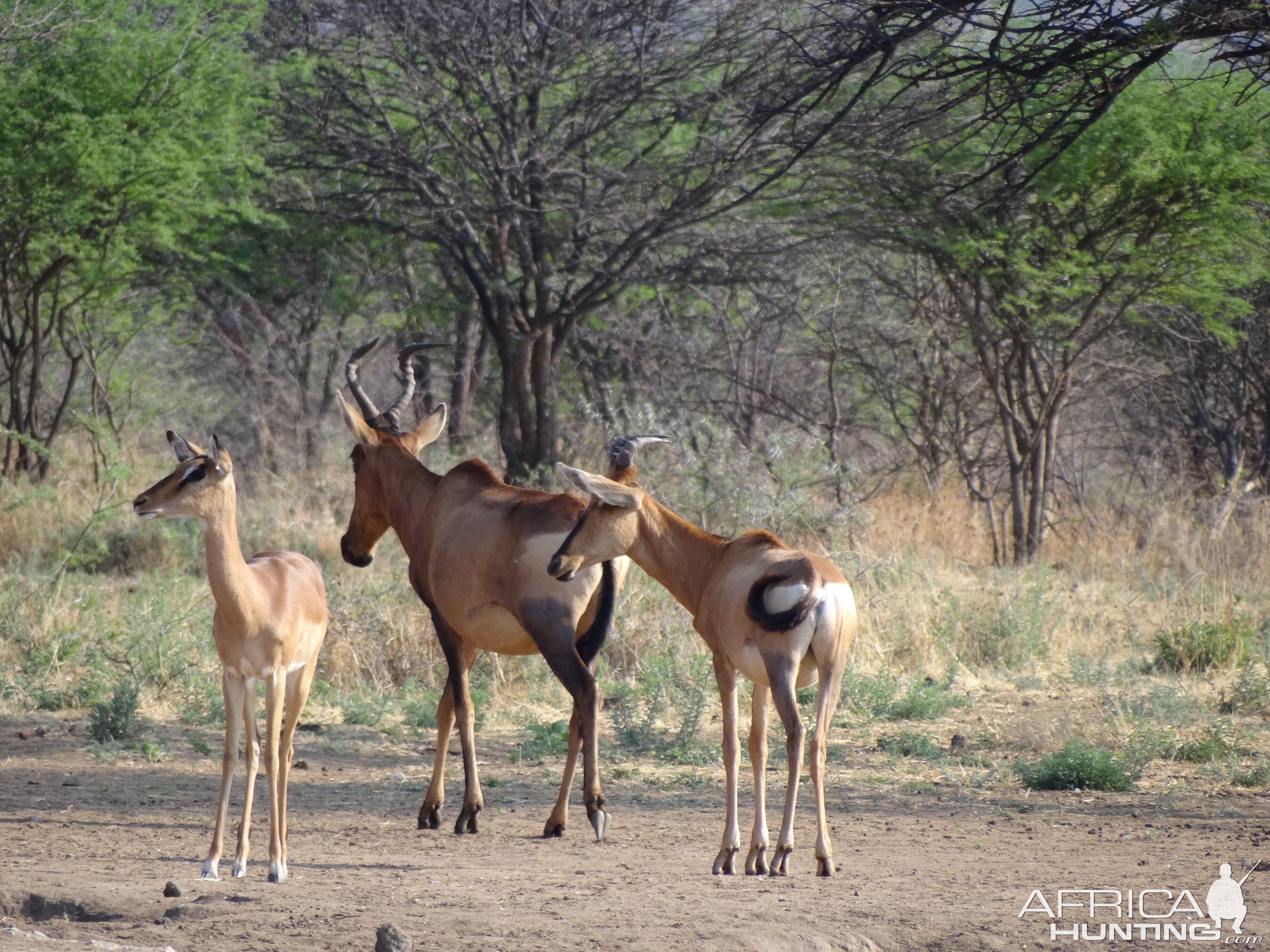 Red Hartebeest Namibia 8354