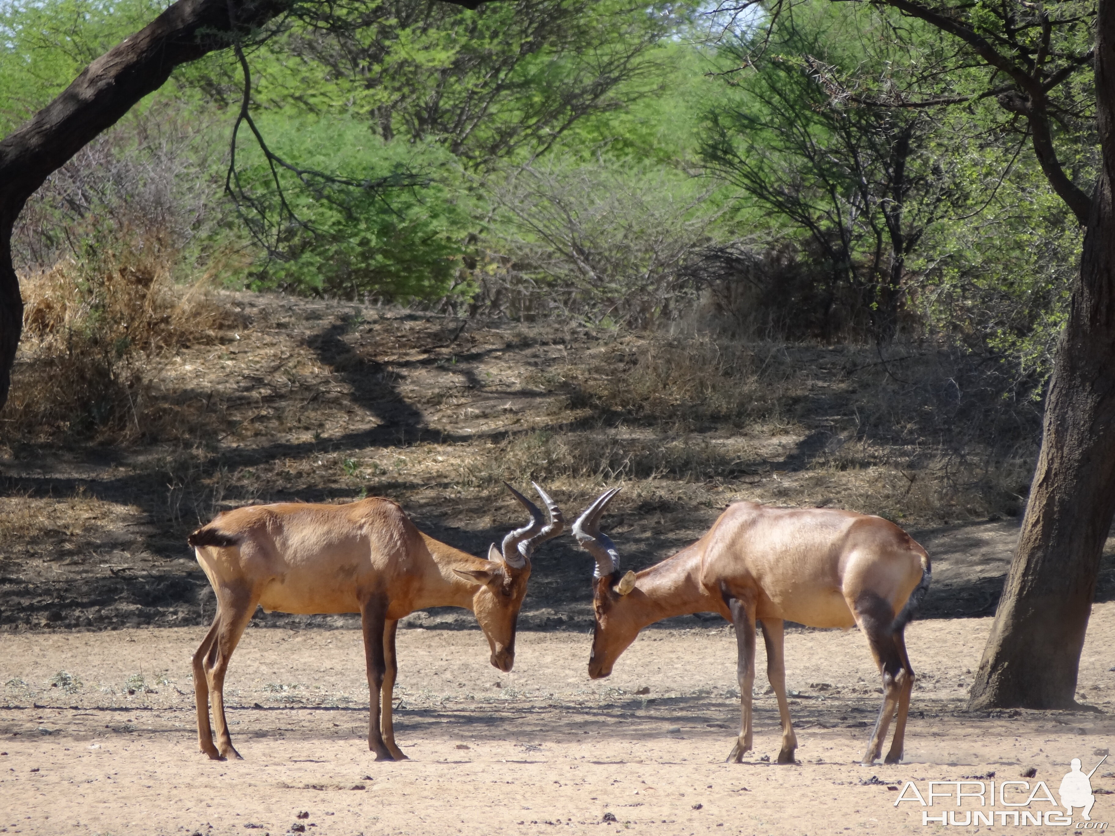 Red Hartebeest Namibia