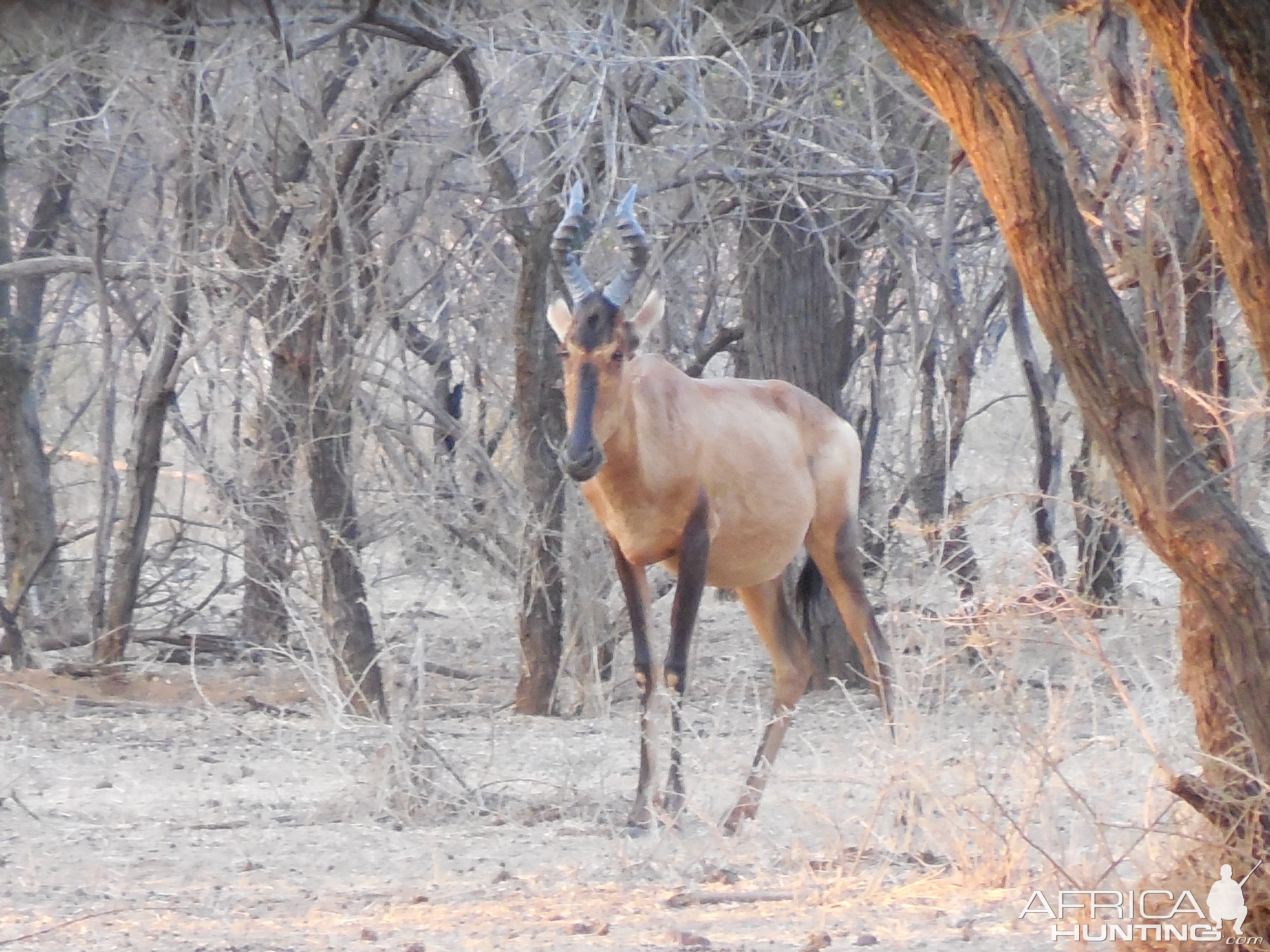 Red Hartebeest Namibia