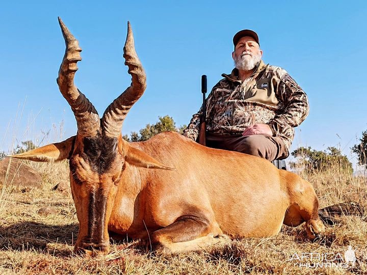 Red Hartebeest North West Province South Africa