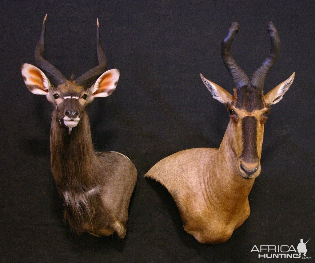 Red Hartebeest & Nyala Shoulder Mount Taxidermy