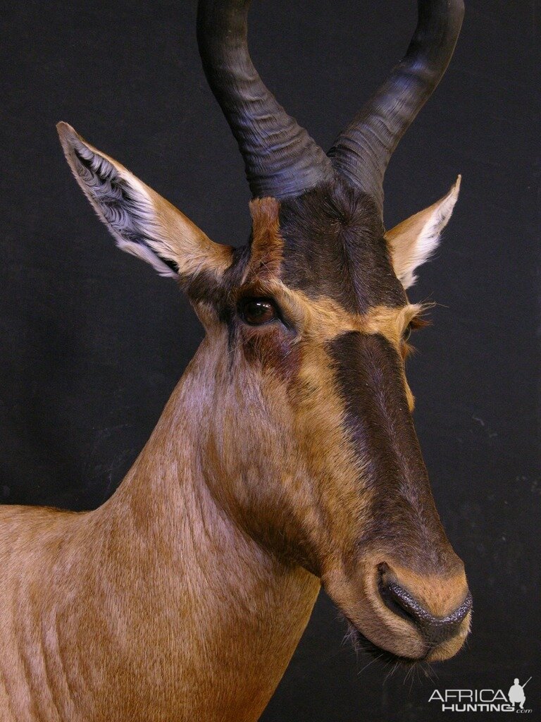 Red Hartebeest  Shoulder Mount Taxidermy Close Up