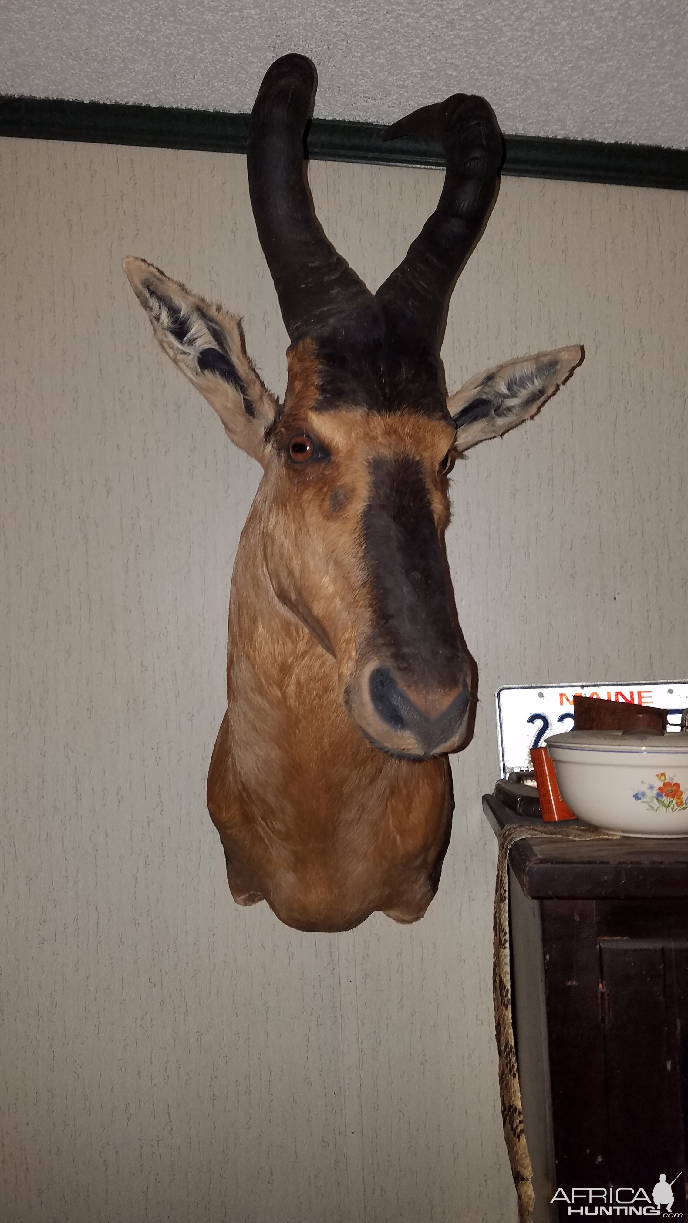 Red Hartebeest Shoulder Mount Taxidermy