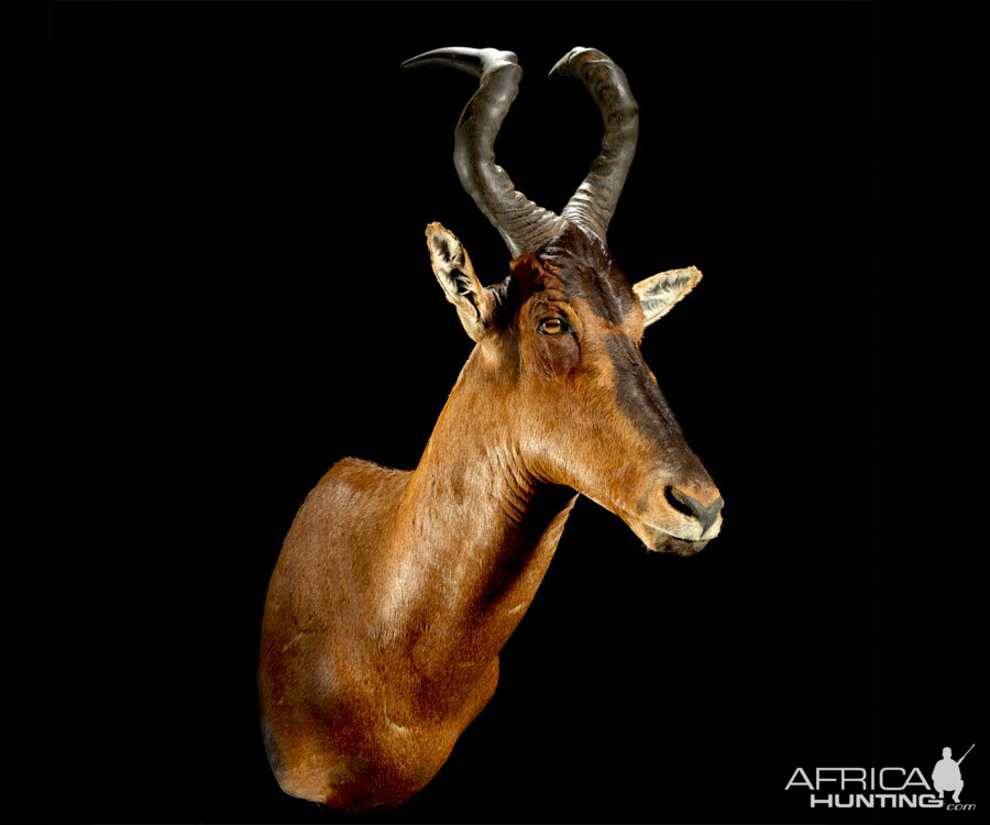 Red Hartebeest Shoulder Mount Taxidermy