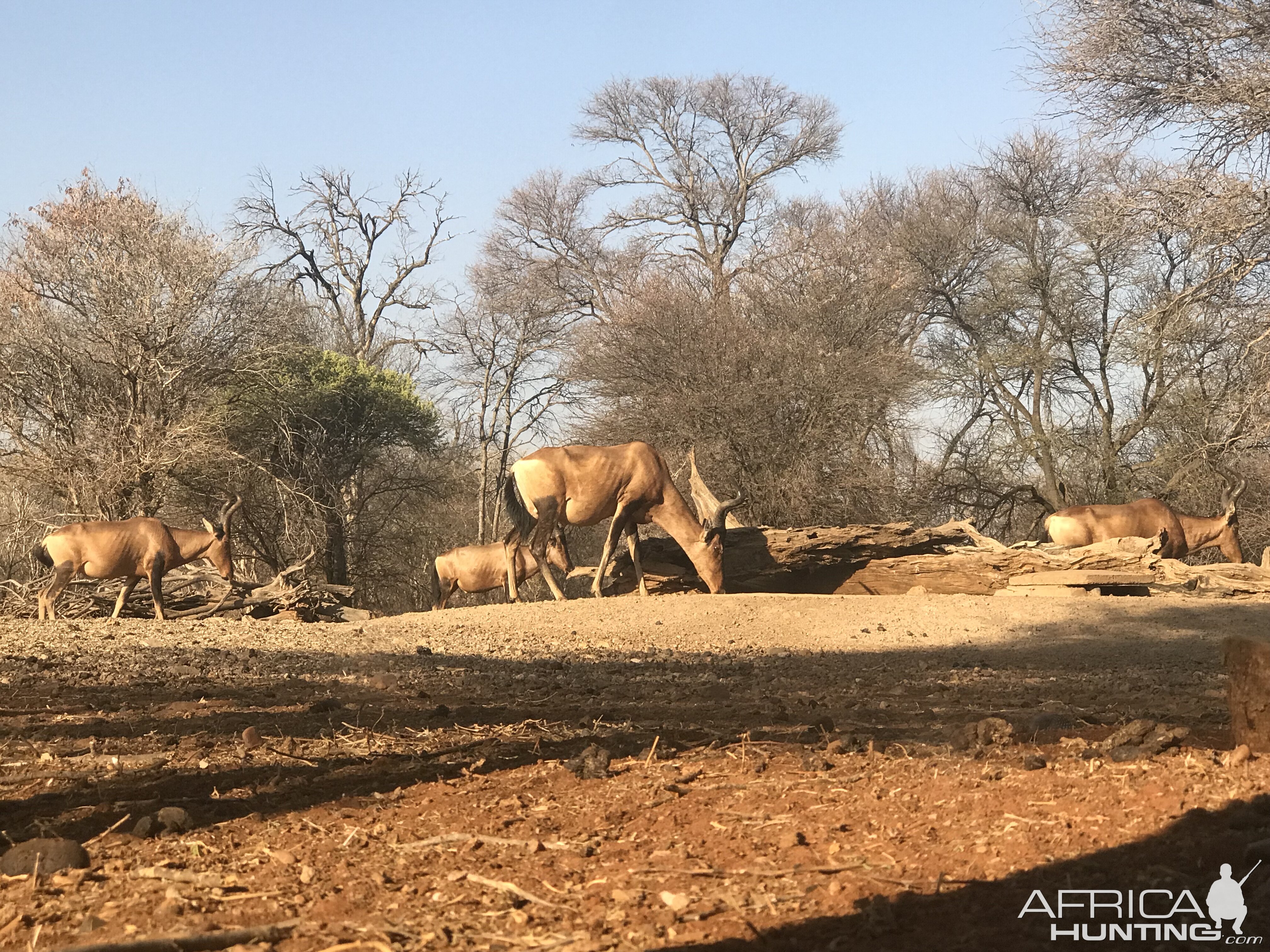 Red Hartebeest South Africa