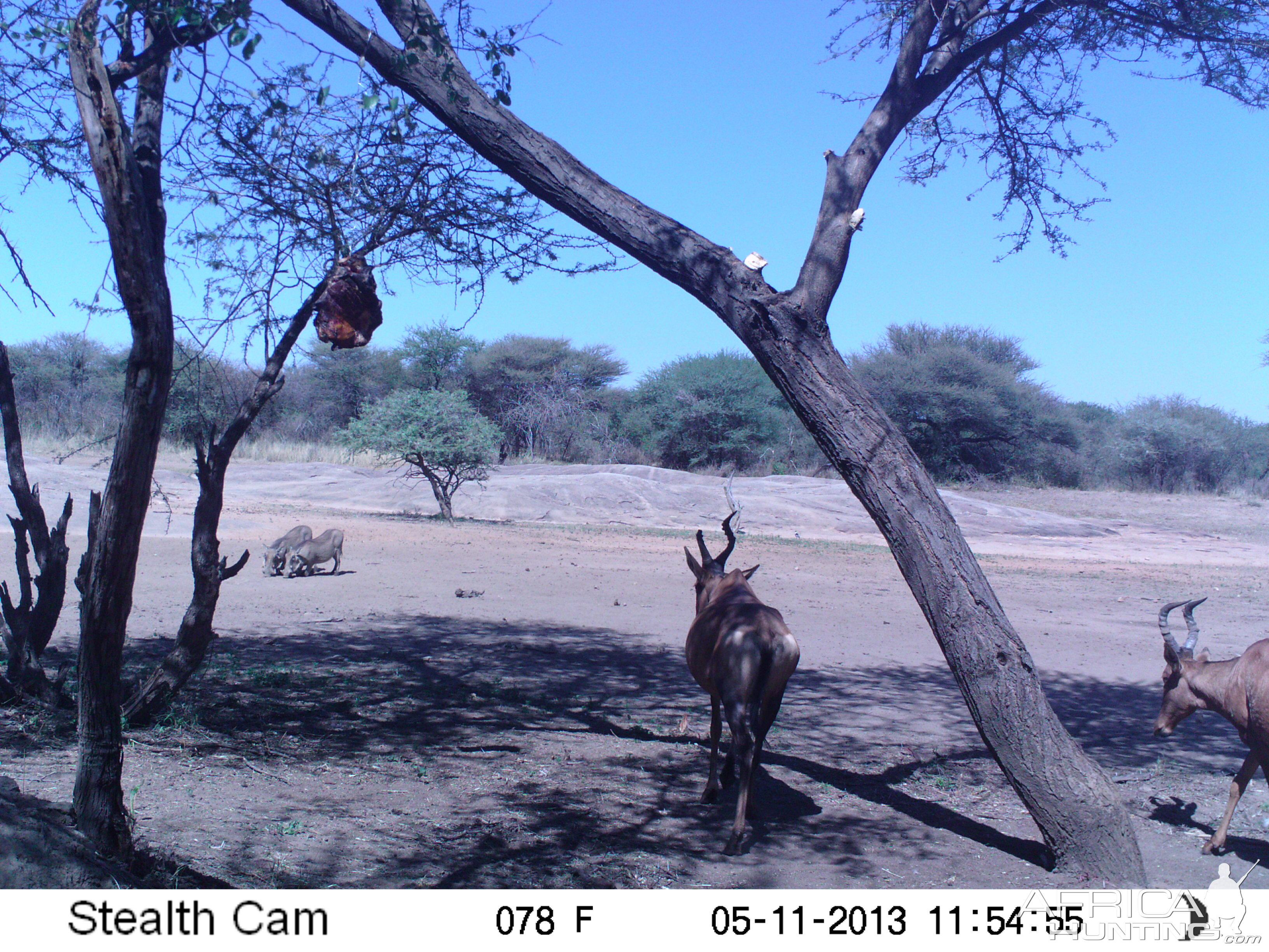 Red Hartebeest Trail Camera