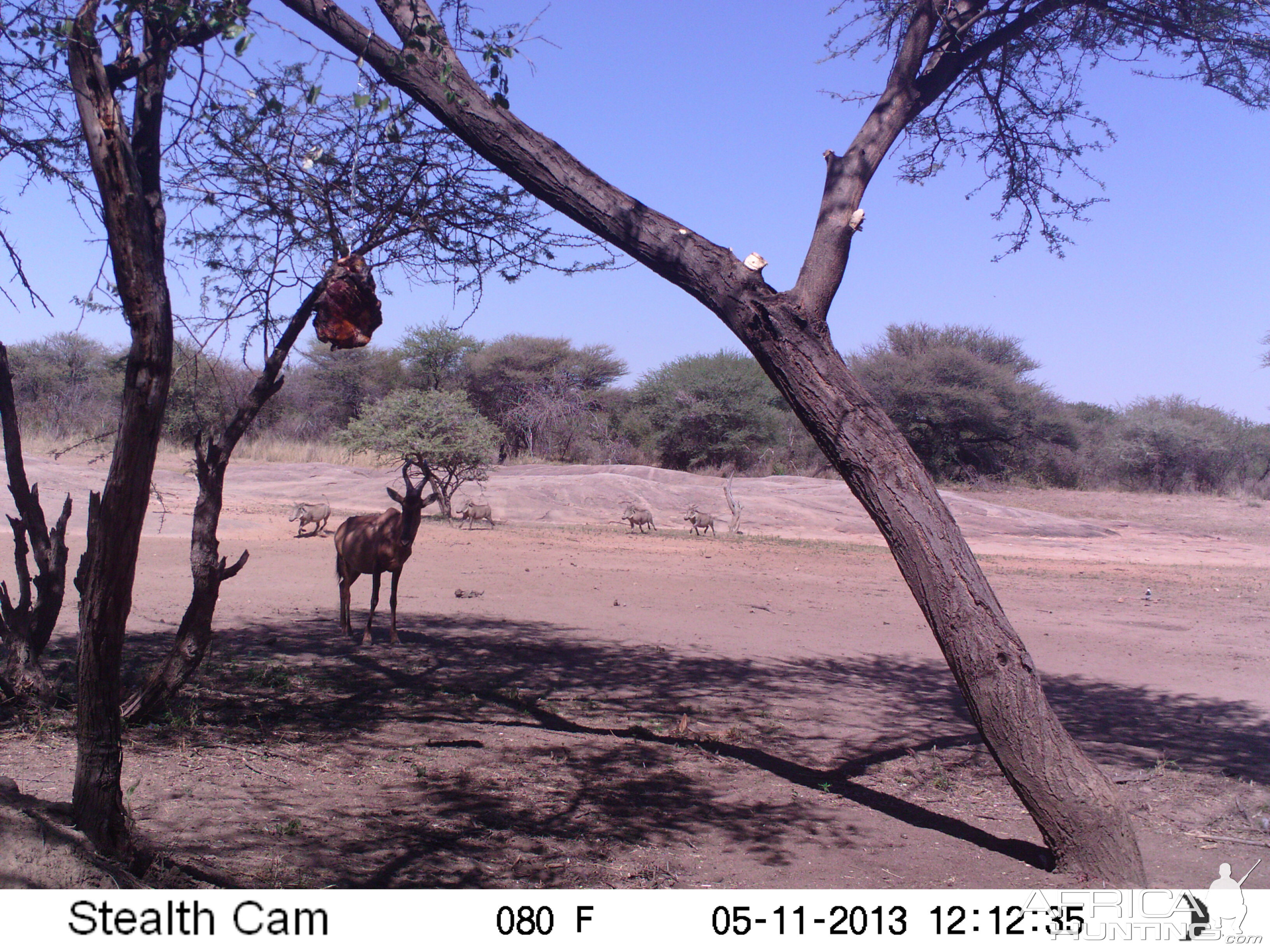 Red Hartebeest Trail Camera