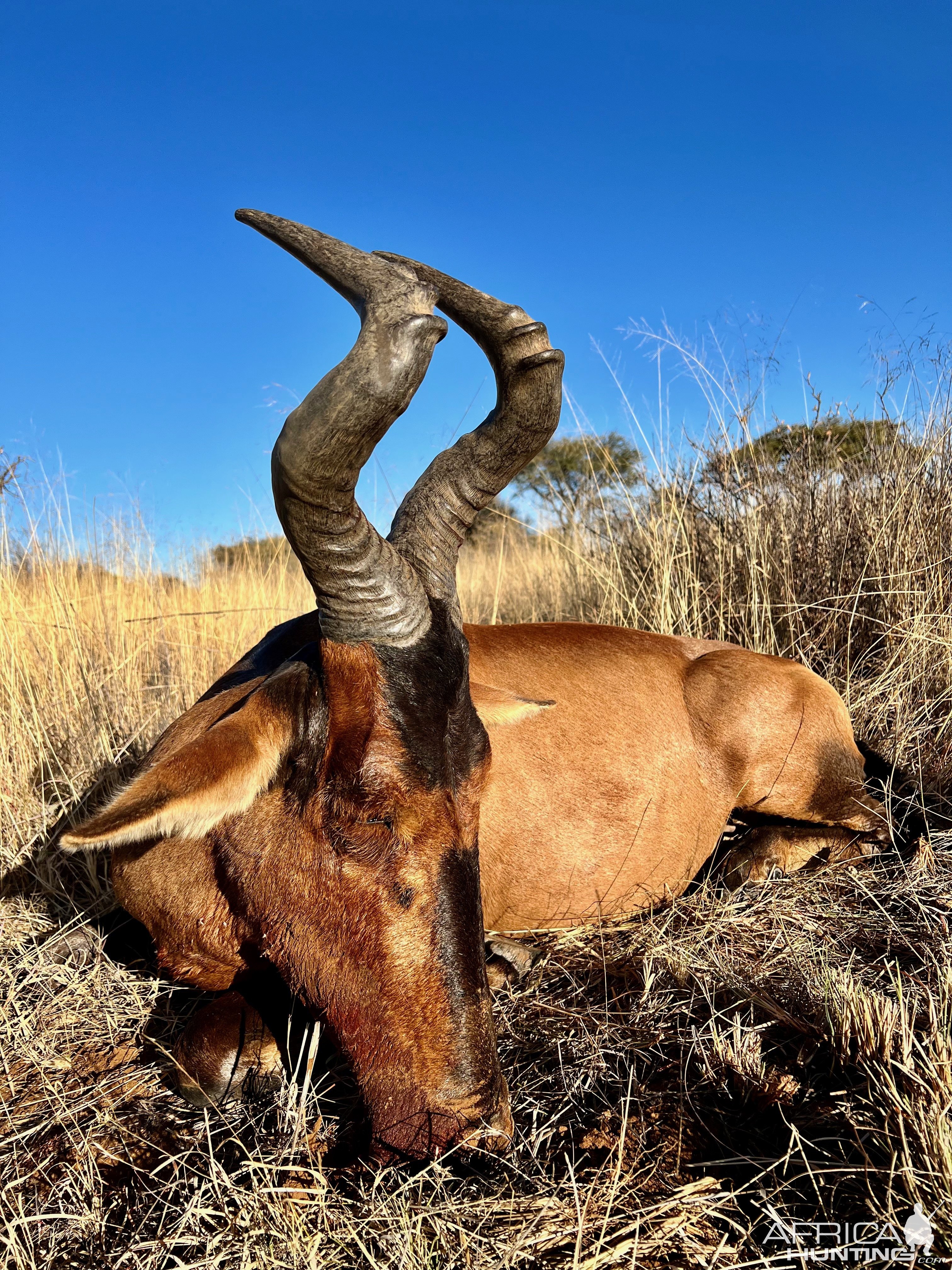 Red Hartebeest with Zana Botes Safari