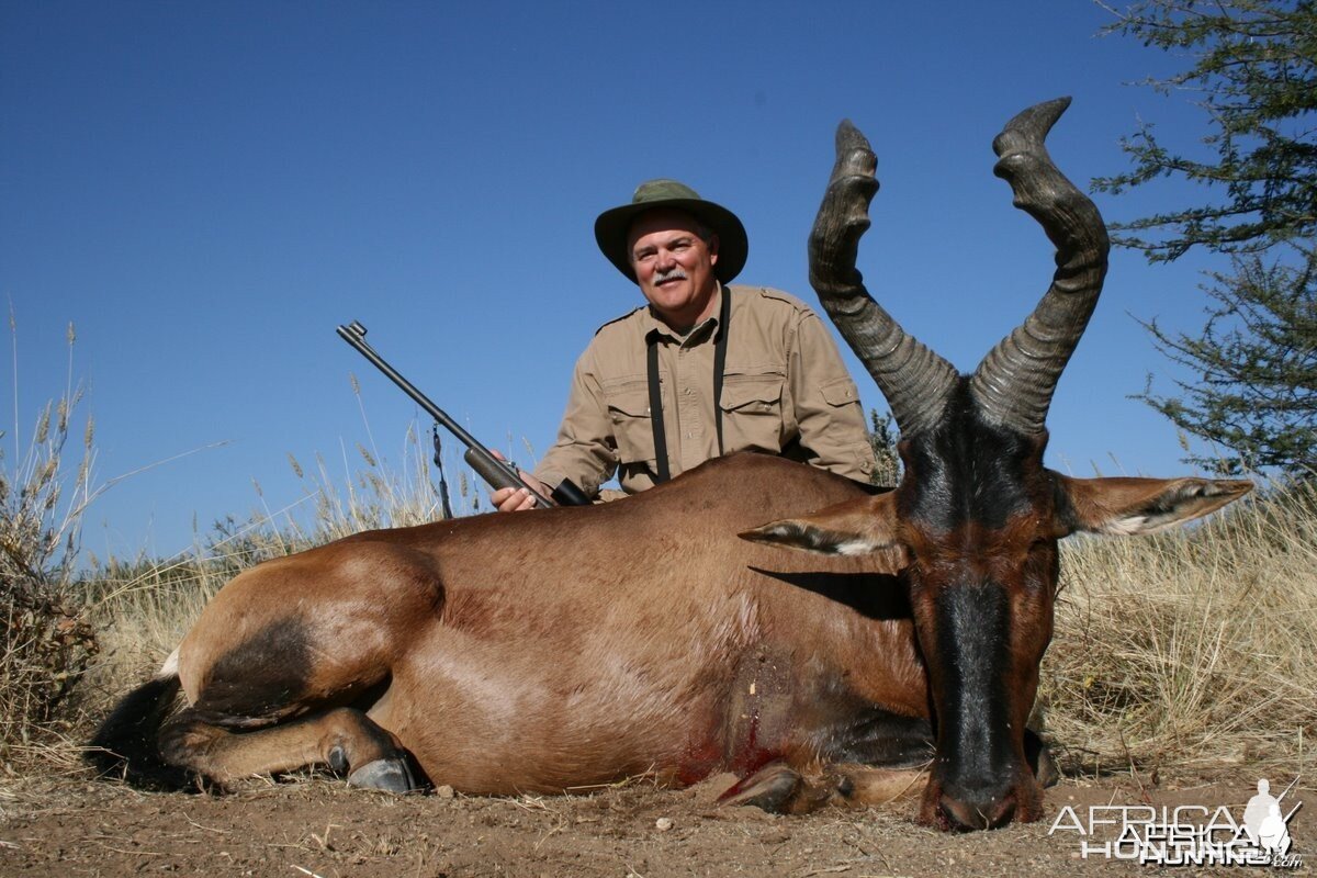 Red Hartebeest