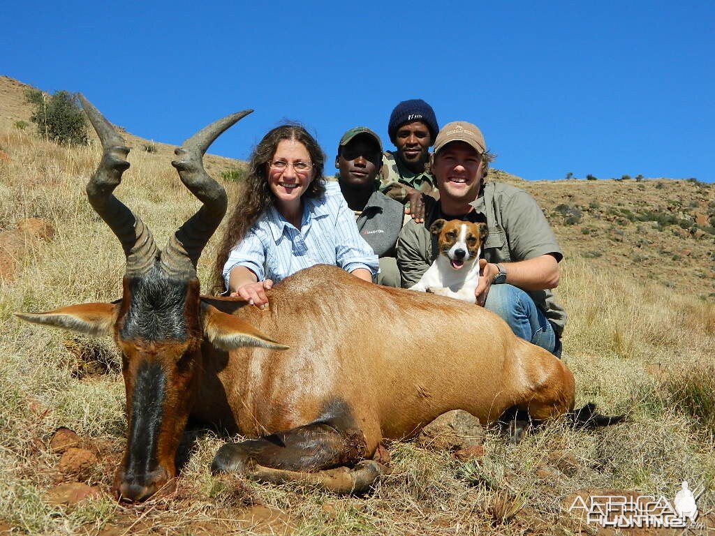 Red Hartebeest