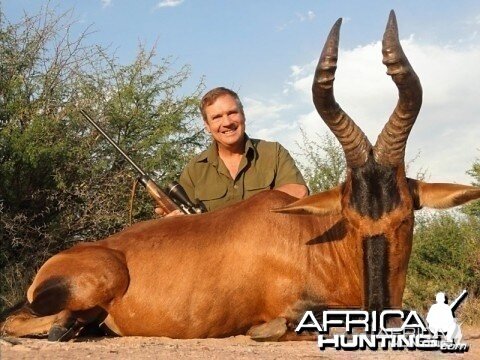 Red Hartebeest