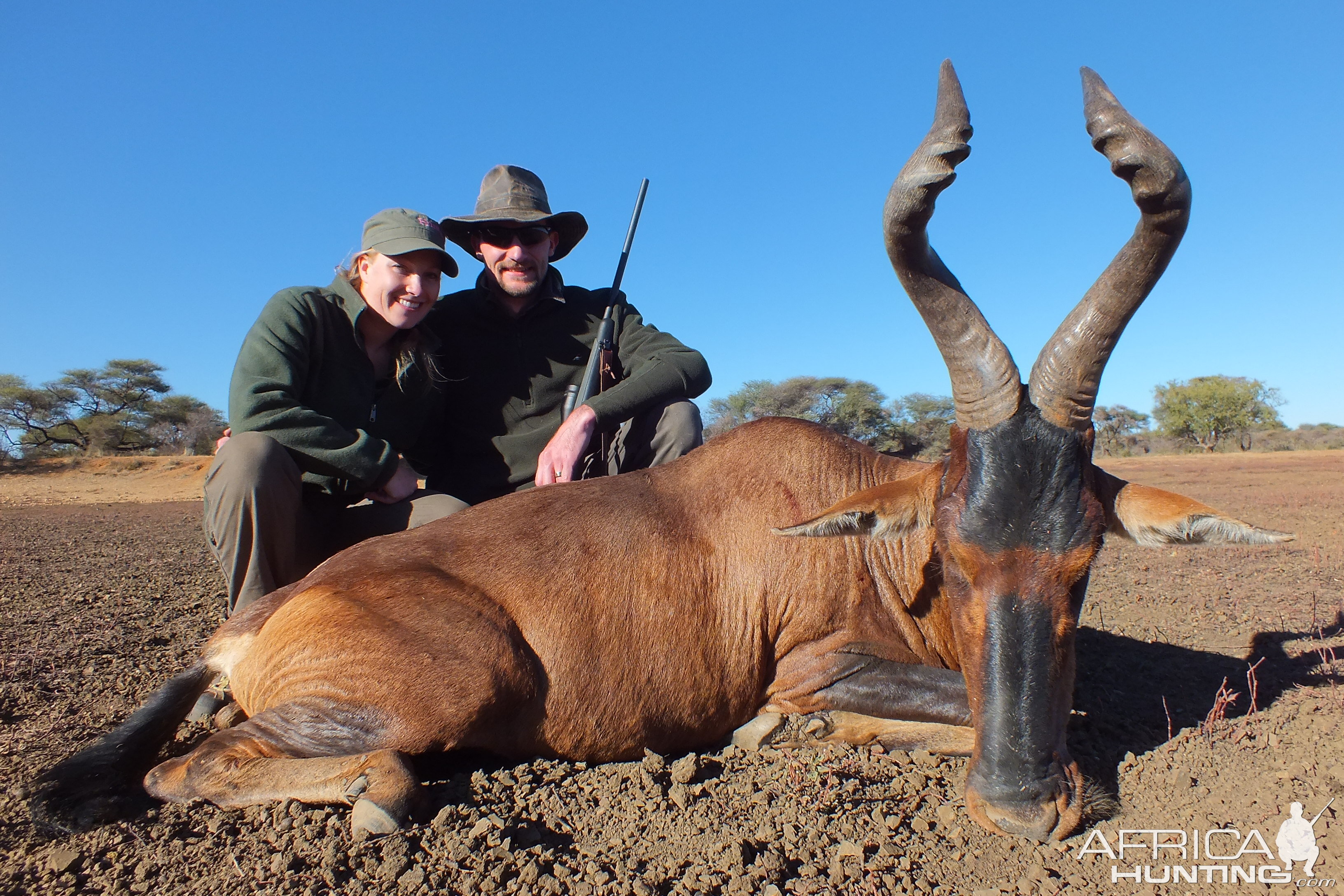 Red Hartebeest