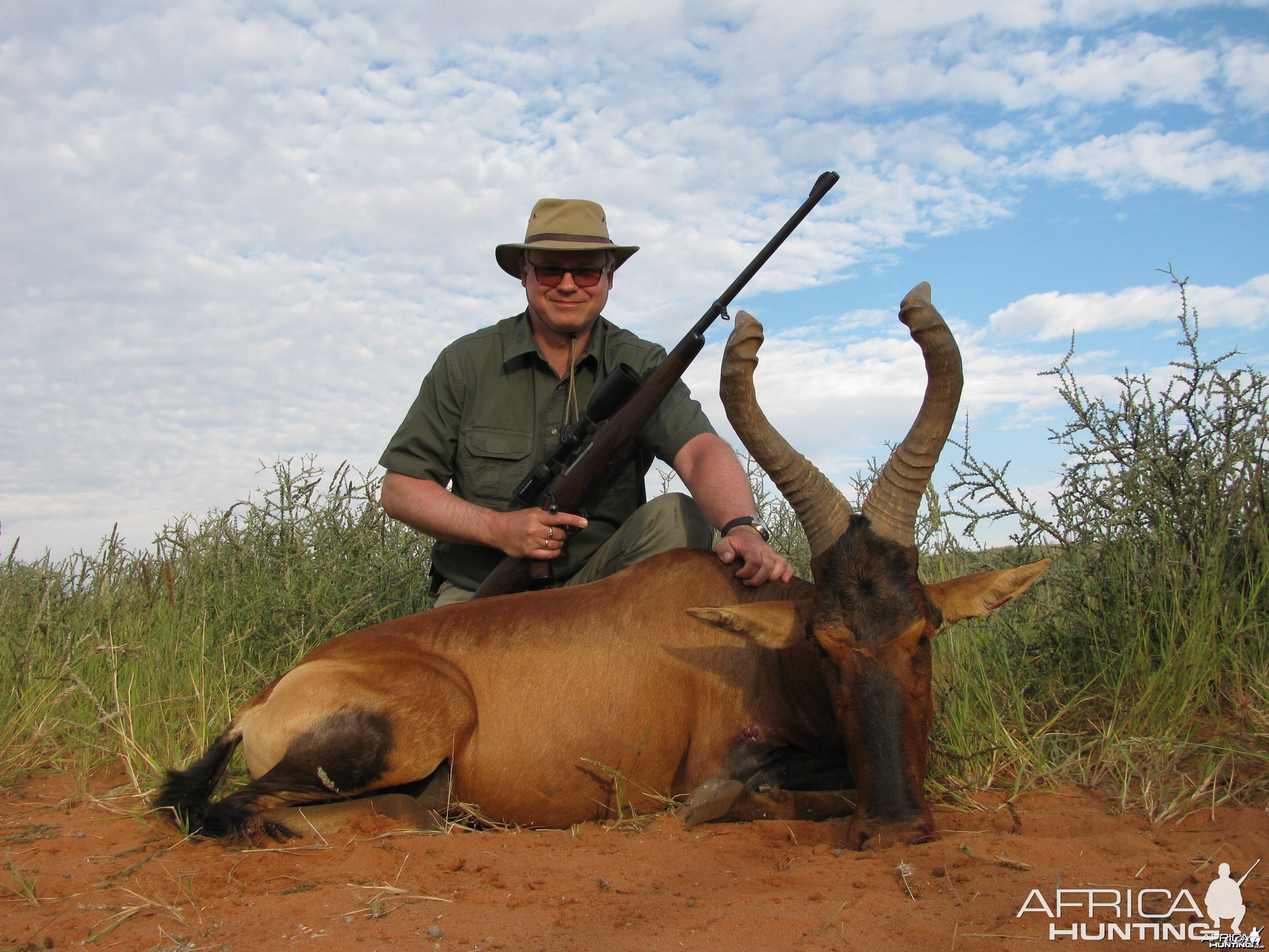 Red Hartebeest