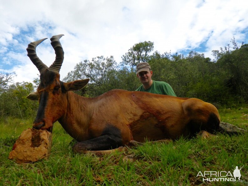 Red Hartebeest